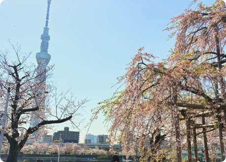 イメージ：隅田公園