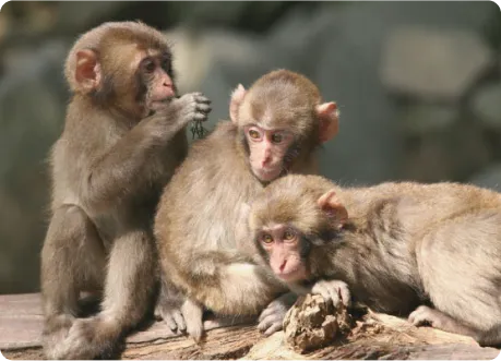 イメージ： 高崎山自然動物園