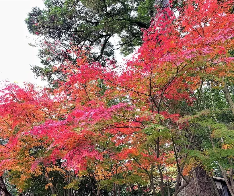 イメージ：紅葉